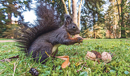 Die putzigen Eichhörnchen sammeln Futtervorräte für den Winter.