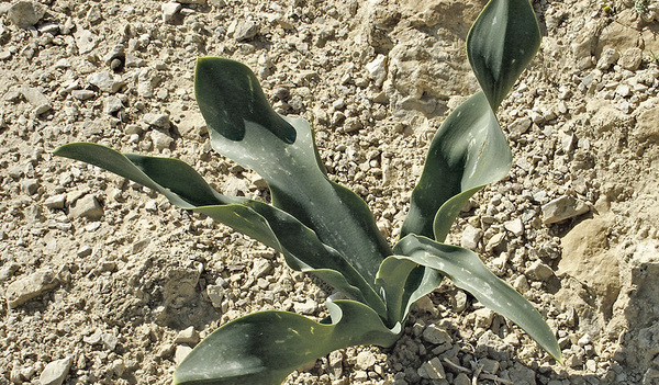 Eine grüne Pflanze mitten in der judäischen Wüste ist eine Spur von Leben und Hoffnung.  