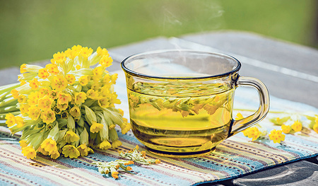 Die Schlüsselblume ist eine Heilpflanze: der Tee hilft zum Beispiel, um besser einschlafen zu können.  