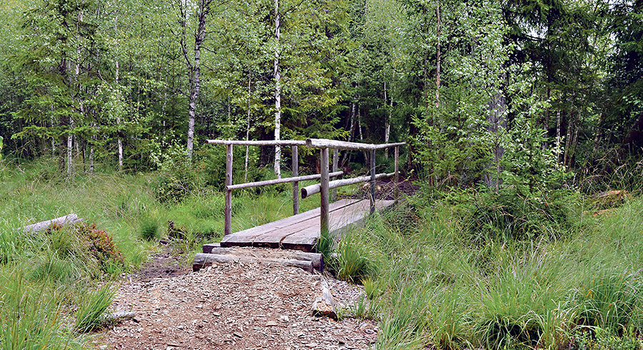 Nach der spannenden Wanderung im Tanner Moor bei Liebenau lockt der kühle  Rubnerteich. 