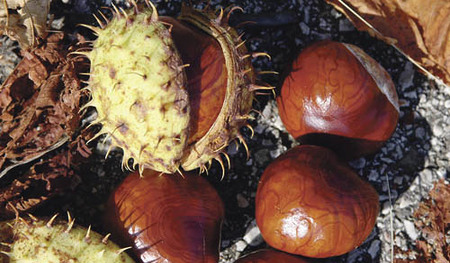 Kastanien, Herbst, Natur, Kastanienbaum, Schale, Futter, Bl?tterFranz Maria GlaserEinfaltstra?e 7, 4020 LinzBLZ 49460 SpardabankKontonummer 00-378.444