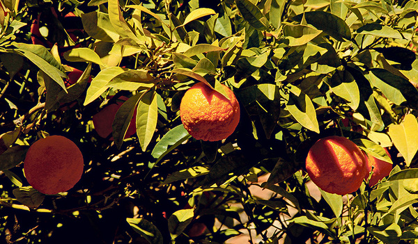 Pomeranzen am Baum. 