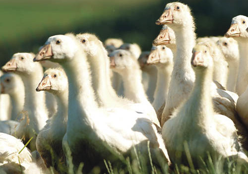  agrarfoto.com - Hans-Peter Zwicklhuber; Gosenhuberstr.10; 4550 Kremsm?nster; Austria; office@agrarfoto.com; www.agrarfoto.com; Bankverbindung- Raiba Kremsm?nster BLZ 34233; Kto.3426; IBAN AT67 3423 3000 0000 3426; BIC RZ00AT2L233; Sparkasse Passau B