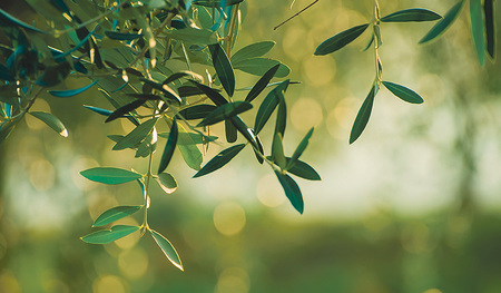 Olivenblätter als Heilmittel einzusetzen hat eine lange Tradition. 