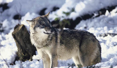 Canis lupus,	Wolf	in the snow. 

(Picture taken in an alpine zoo.) 

Austria