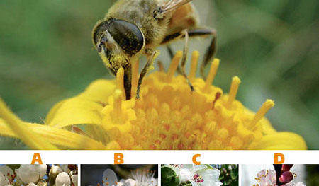 Biene sammelt Bluetenstaub  [ (c) www.BilderBox.com,Erwin Wodicka,Siedlerzeile 3,A4062 Thening,Tel.+43 676 5103 678. Verwendung nur gegen HONORAR, BELEG, URHEBERVERMERK und den AGBs auf bilderbox.com ] in an am um im einer beim and einem mit / Biene 