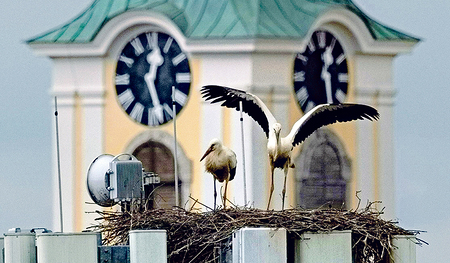 Die jungen Störche gediehen in Pfarrkirchen bei Bad Hall prächtig.   