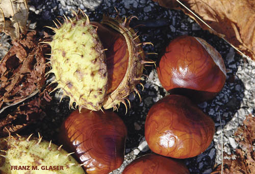 Kastanien, Herbst, Natur, Kastanienbaum, Schale, Futter, Bl?tterFranz Maria GlaserEinfaltstra?e 7, 4020 LinzBLZ 49460 SpardabankKontonummer 00-378.444
