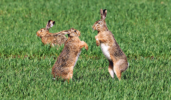 Rücksicht auf Tiere nehmen 