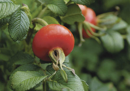 Thermenurlaub in Geinberg, Ober?sterreich, Therme, Urlaub, Freizeit, Baden, Relaxen, Thermengemeinde Geinberg, Tourismus, Menschen, Lagune, Wasser, Erholung, Sonnenschirme, Sonne, Hallenbad, Hagebutte, Gew?chs.

Geinberg, Ober?sterreich, Bezirk Ried 