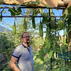 Hans Schillinger betrachtet die Luffa-Gurken,