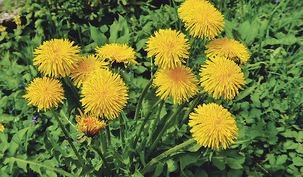 Die Knospen, Blüten und Röhren des Löwenzahns werden im Mai geerntet, die Blätter das ganze Jahr und die Wurzeln von Oktober bis November.   