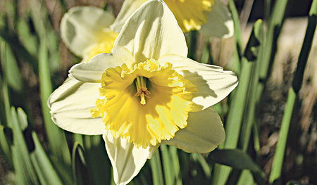 Der Märzenbecher heißt auch Gelbe Narzisse. 