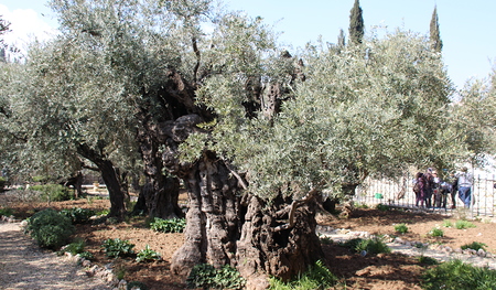 Ölbaum im Garten Getsemani