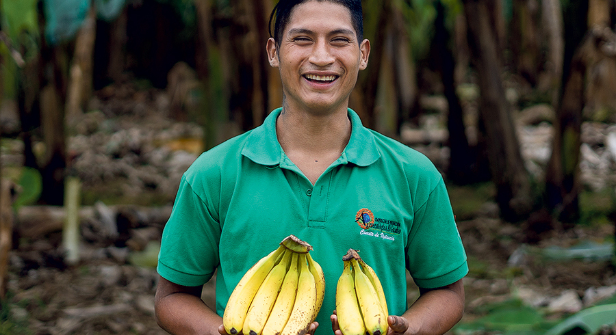 Fairtrade-Bananen aus Ecuador, die in Österreichs Lebensmittelregalen landen. 