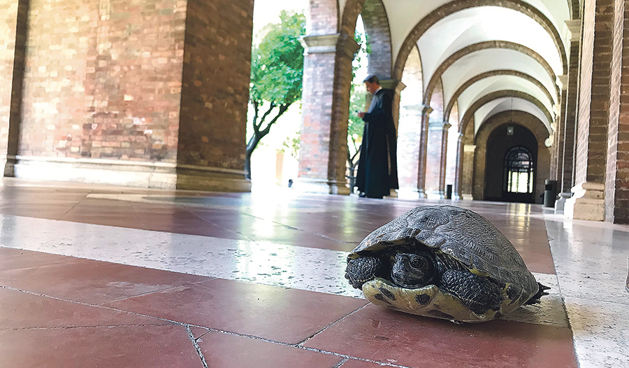 Schildkröten genießen den kühlen Steinboden im Kreuzgang von SantʼAnselmo.  