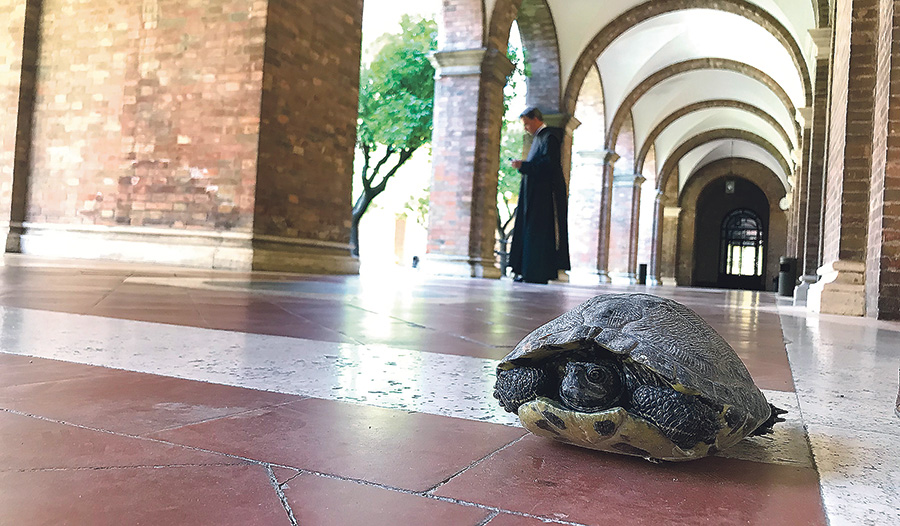 Schildkröten genießen den kühlen Steinboden im Kreuzgang von SantʼAnselmo.  
