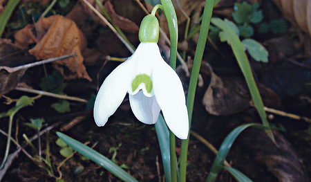 DasSchneeglöckchen kündigt den Vor-frühling an.  