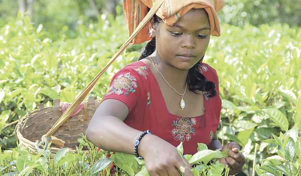 Teeernte auf einer Plantage im indischen Assam. 