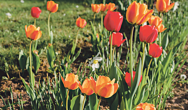 „Die Sehnsucht nach Farbe im Frühling motiviert mich jedes Jahr, ein paar neue Tulpen zu pflanzen“, erzählt Elisabeth Rathgeb von ihrem Alltag im Garten.