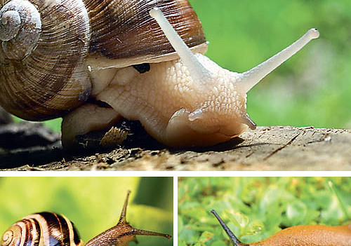 Schnecke / Snail [ (c) www.bilderbox.com, Erwin Wodicka, Siedlerzeile 3, A - 4062 Thening, Tel. +43 676 5103678. Verwendung nur gegen HONORAR, BELEG, URHEBERVERMERK und den AGBs auf bilderbox.com] (in an im auf als and beim mit einer einem eines * & 