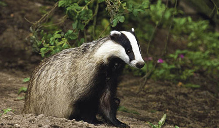 Dachs / European Badger / Meles meles
