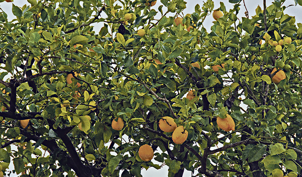 t Leuchtkraft des Lebens im Heiligen Land  