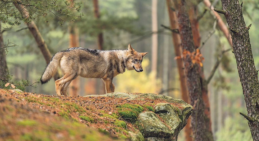 Der Wolf wohnt in jedem von uns, ebenso wie das Lamm. Sie können Frieden finden miteinander, verheißt Jesaja.   