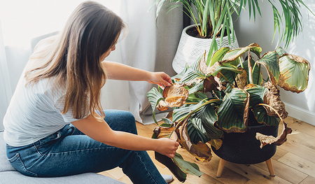 Was einer Zimmerpflanze fehlt, lässt sich meist mit einem genauen Blick feststellen. Kleine Veränderungen wie ein neuer Dünger, ein hellerer Standort oder weniger Gießen können die Pflanze retten.     