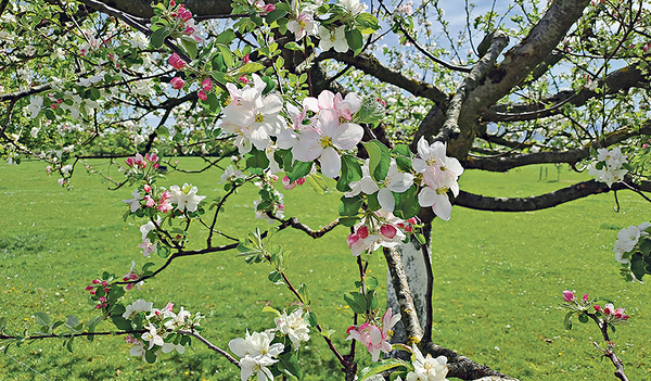 Die Natur – ein kostbares Geschenk Gottes, das behütet werden will.   