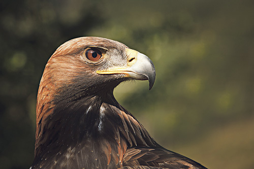 Der Adler kann siebenmal besser und weiter sehen als wir Menschen. Das hilft ihm bei der Jagd nach Kaninchen oder Hasen, denn er jagt oft von hoch am Himmel aus.
