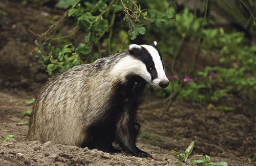Dachs / European Badger / Meles meles