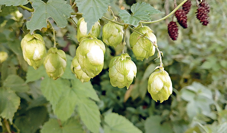 Wilder Hopfen, gefunden im Bezirk Schärding.