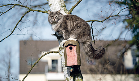 Eine Metallmanschette hätte vielleicht verhindert, dass die Katze das Vogelhaus erreicht.  
