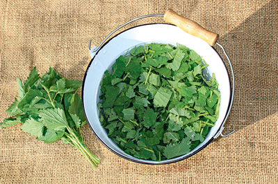 Brennnesseljauche: Dünger und Schutz im Garten. 