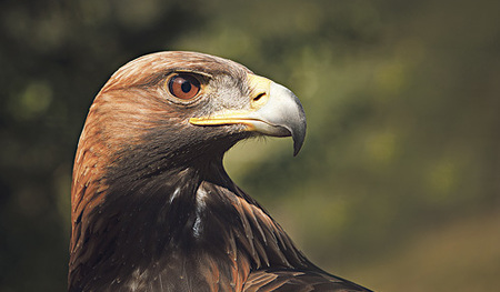 Der Adler kann siebenmal besser und weiter sehen als wir Menschen. Das hilft ihm bei der Jagd nach Kaninchen oder Hasen, denn er jagt oft von hoch am Himmel aus.