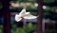 Kraftvoll und sanft zugleich: Die Taube ist ein uraltes Symbol für den Heiligen Geist.  pixabay.com/kieutruongphoto