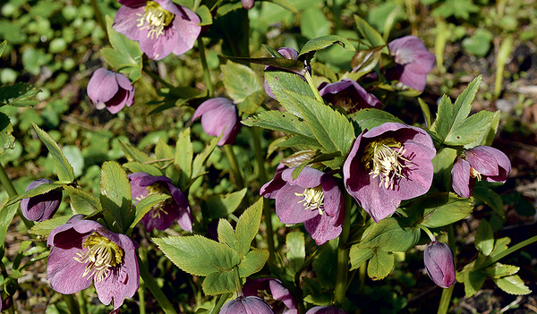 Die farbenfrohen Blüten der Lenzrosen (Nieswurz) sind von Februar bis April am Wegesrand zu sehen.