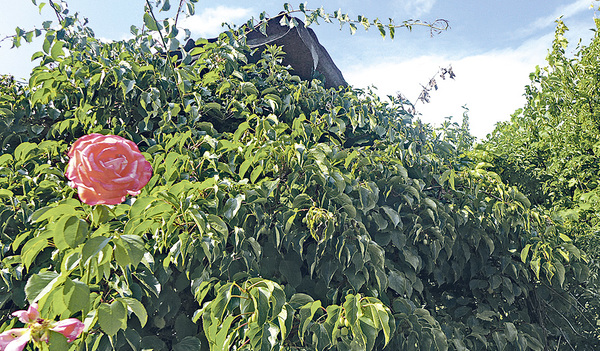 Minikiwis mit Rose in Richard Mahringers Permakultur-Garten   