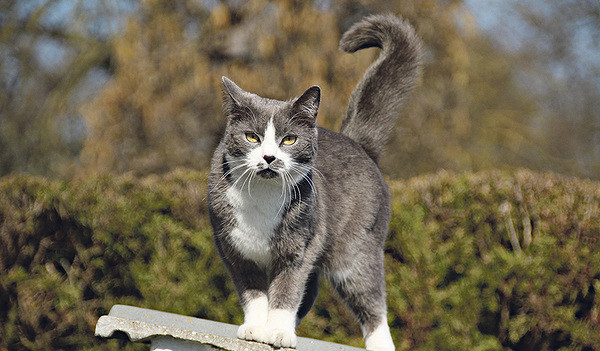 Stolze Eleganz der Katze    