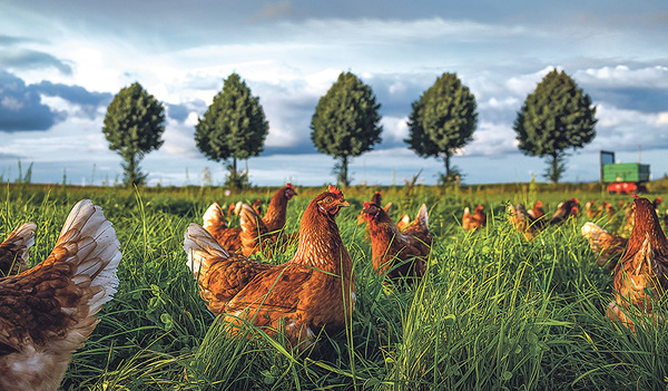 Klimafreundlich und wirtschaftlich gleichzeitig soll               Landwirtschaft sein, damit sie Bestand hat.