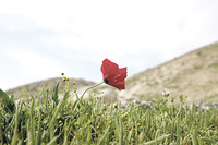 „Am Morgen blüht es auf und wächst empor, am Abend wird es welk und verdorrt.“ Geduckte Mohnblüte in der Judäischen Wüste.  