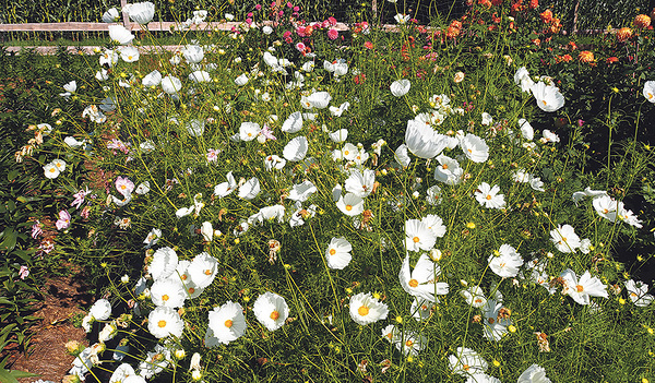 Saisonale Vielfalt: Auf dem Blumenfeld von Elisabeth Rehrl wachsen auf nachhaltige und biologische Weise die unterschiedlichsten Blumenarten.  