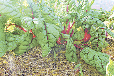 Mangold mit Mulch: Das Heu schützt die Erde vor Trockenheit.