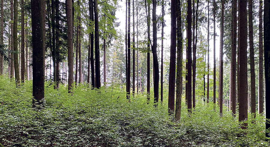 Die Diözese Linz will ihre Wälder mit nachhaltigen Bewirtschaftungsmethoden klimafit machen und die Biodiversität fördern.   