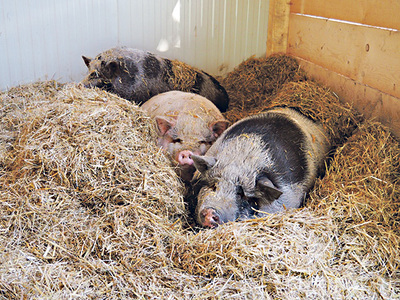 Die ausgesetzten Schweine konnten gerettet werden.