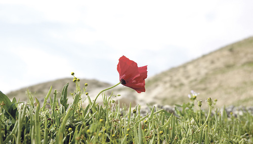 „Am Morgen blüht es auf und wächst empor, am Abend wird es welk und verdorrt.“ Geduckte Mohnblüte in der Judäischen Wüste.  