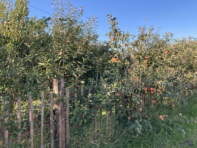 Spindelobst entlang des Gartenzaunes.