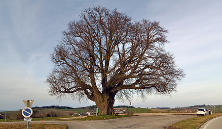 Die Kaiserlinde bei Weilbach