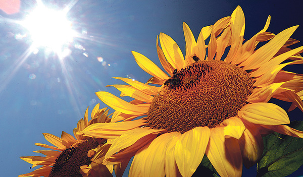 Zuversichtlich an das Morgen glauben – dafür steht sinnbildlich auch die Sonnenblume, die schon in der Nacht ihren Kopf in Richtung der aufgehenden Sonne zuwendet. 